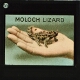 The Moloch Lizard
