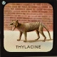 The Thylacine