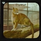 The Puma