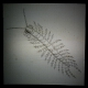 Drawing of centipede