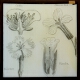 Caltha / Cheiranthus / Dianthus / Primula