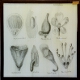 Ranunculus / Rhinanthus / Anthriscus / Helleborus / Viola / Aquilegia / Parnassia