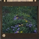 Blumental -- Globularia