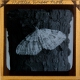 Mottled Umber Moth