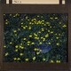 [Unidentified plant with yellow flowers]