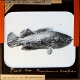 Plate XLIII. Barrier Reef Fishes. Rock Cod