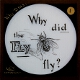 Why did the fly fly?