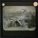 [Display showing pair of antelopes]