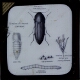 WIREWORM AND CLICK BEETLE. Elater (Agriotes) lineatus. Eggs, Pupa, Beetle, and young turnip with fibres of root destroyed by gnawing of wireworms