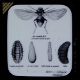 OX WARBLE FLY. Hypoderma bovis. First Stage of Maggot, Second Stage, Third Stage, Pupa, and Perfect Fly