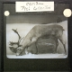 Caribou, Peel Collection