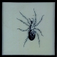 [Drawing of unidentified spider]