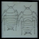 [Drawing of two unidentified beetle larvae]