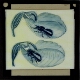 [Two drawings of unidentified insect and flower or leaf]