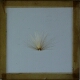 [Seed of unidentified plant]