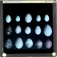 Group of Birds Eggs