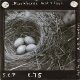 Blackbird's Nest and Eggs