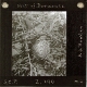 Nest of Dormouse
