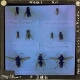 Wasps – alternative version ‘b’