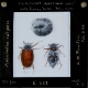 Cockchafer (upper and under sides) with living larva