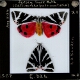 Jersey Tiger Moth (Callimorpha quadripunctaria)