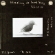 Starling at bird-tray