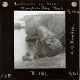 Guillemots on Rocks, Flimston Bay, Pembroke