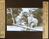 Ceylon - Olifanten bij den arbeid 2
