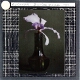 An Orchid, Lumiere process, 1911