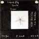 Crane- fly, Tipula, half size