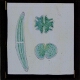 [Sections of unidentified organisms]