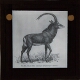 Giant Sable Antelope (Hippotragus variani)