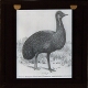 Kangaroo Island emu (Dromaeius novaehollandiae diemenianus)
