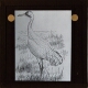 [Unidentified stork or crane]