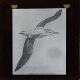 Steller's albatross (Diomedea albatrus)