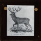 Schomburgk's Deer (Rucervus schomburgki)