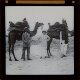[Three men standing in front of two saddled camels]