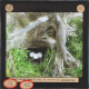 Tawny Owl, nest and eggs of