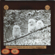 Tawny Owl, three young, on branch