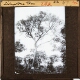Livingstone Tree