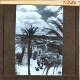 [Group of loaded camels passing palm trees near settlement]