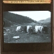 Herd of Yaks in Turgun mountains