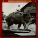 Rangoon -- Elephants