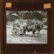 [Two women riding in cart drawn by two oxen]