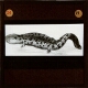 Giant salamander (P. horrida)
