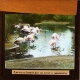 [Group of flamingos standing in pool]