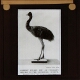 Extinct dwarf emu of unknown species in the Liverpool Museum