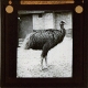Painted-Necked Cassowary
