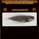 Common sole, migration of eye