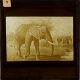 Elephant, African – Rear view of slide